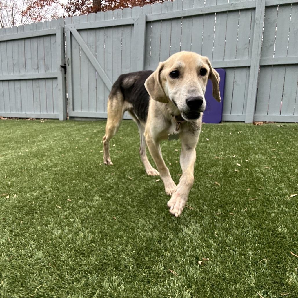 Enlarge Ajaxx, a Adoptable mixed breed in Troy, VA image 4/6