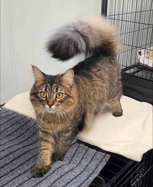 Enlarge Jelly Bean (JB), a Adoptable Domestic Long Hair in Grosse Ile, MI image 1/2