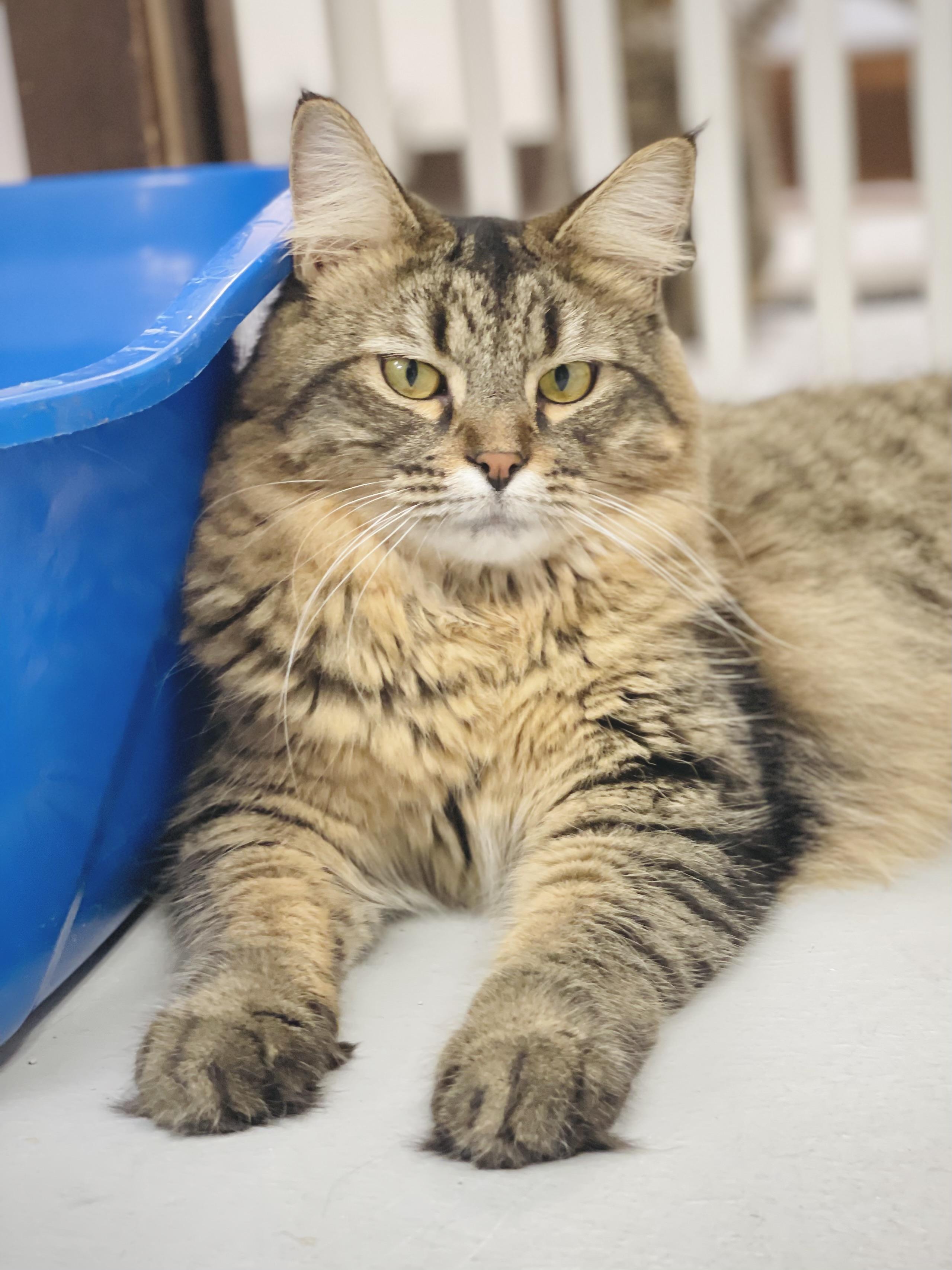 Enlarge Jelly Bean (JB), a Adoptable Domestic Long Hair in Grosse Ile, MI image 2/2