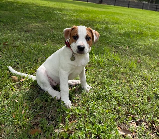 Enlarge Velvet, a Adoptable mixed breed in Tacoma, WA image 3/4