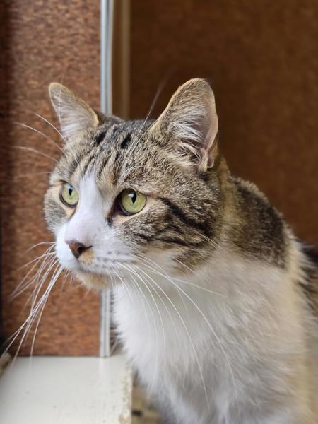 Enlarge Sekki, a Adoptable mixed breed in Vancouver, WA image 1/6