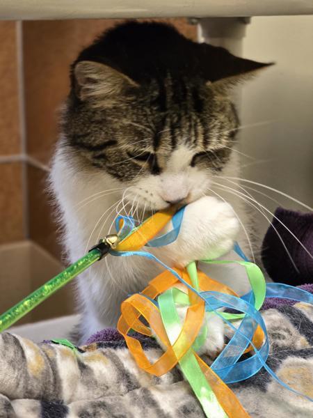 Enlarge Sekki, a Adoptable mixed breed in Vancouver, WA image 1/6