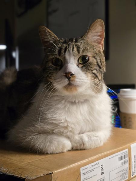 Enlarge Sekki, a Adoptable mixed breed in Vancouver, WA image 4/6