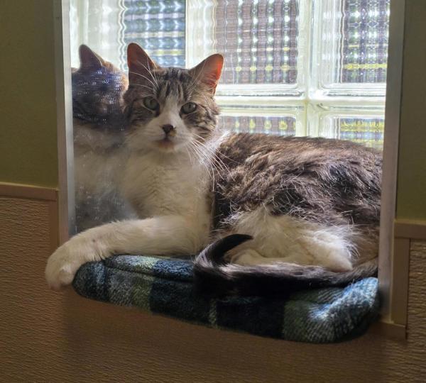 Enlarge Sekki, a Adoptable mixed breed in Vancouver, WA image 5/6