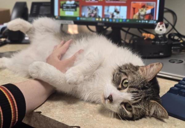 Enlarge Sekki, a Adoptable mixed breed in Vancouver, WA image 6/6