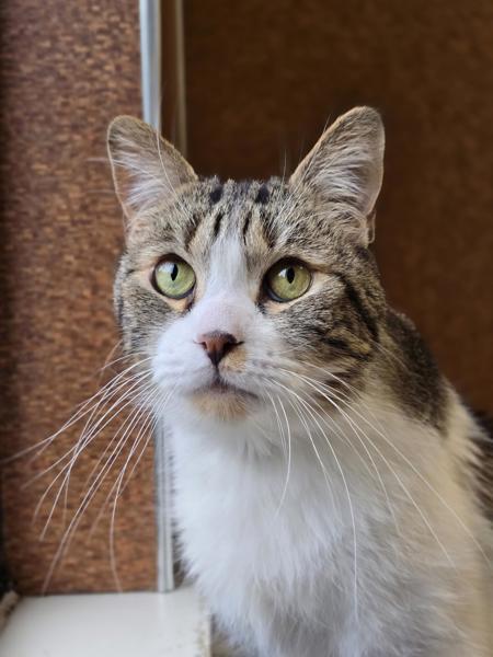 Enlarge Sekki, a Adoptable mixed breed in Vancouver, WA image 6/6