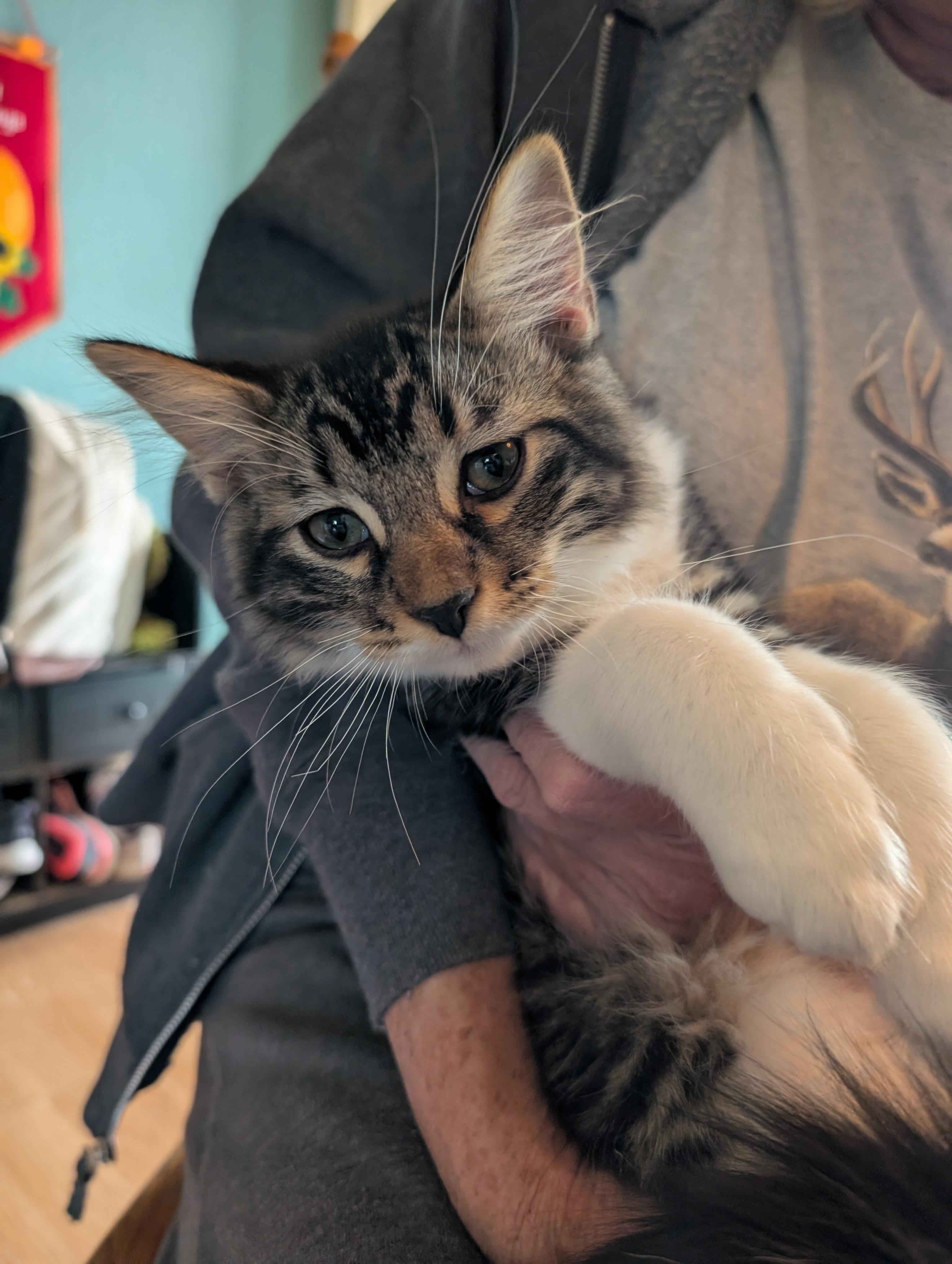 Enlarge Cadbury, a Adoptable Domestic Medium Hair in Gardnerville, NV image 2/3