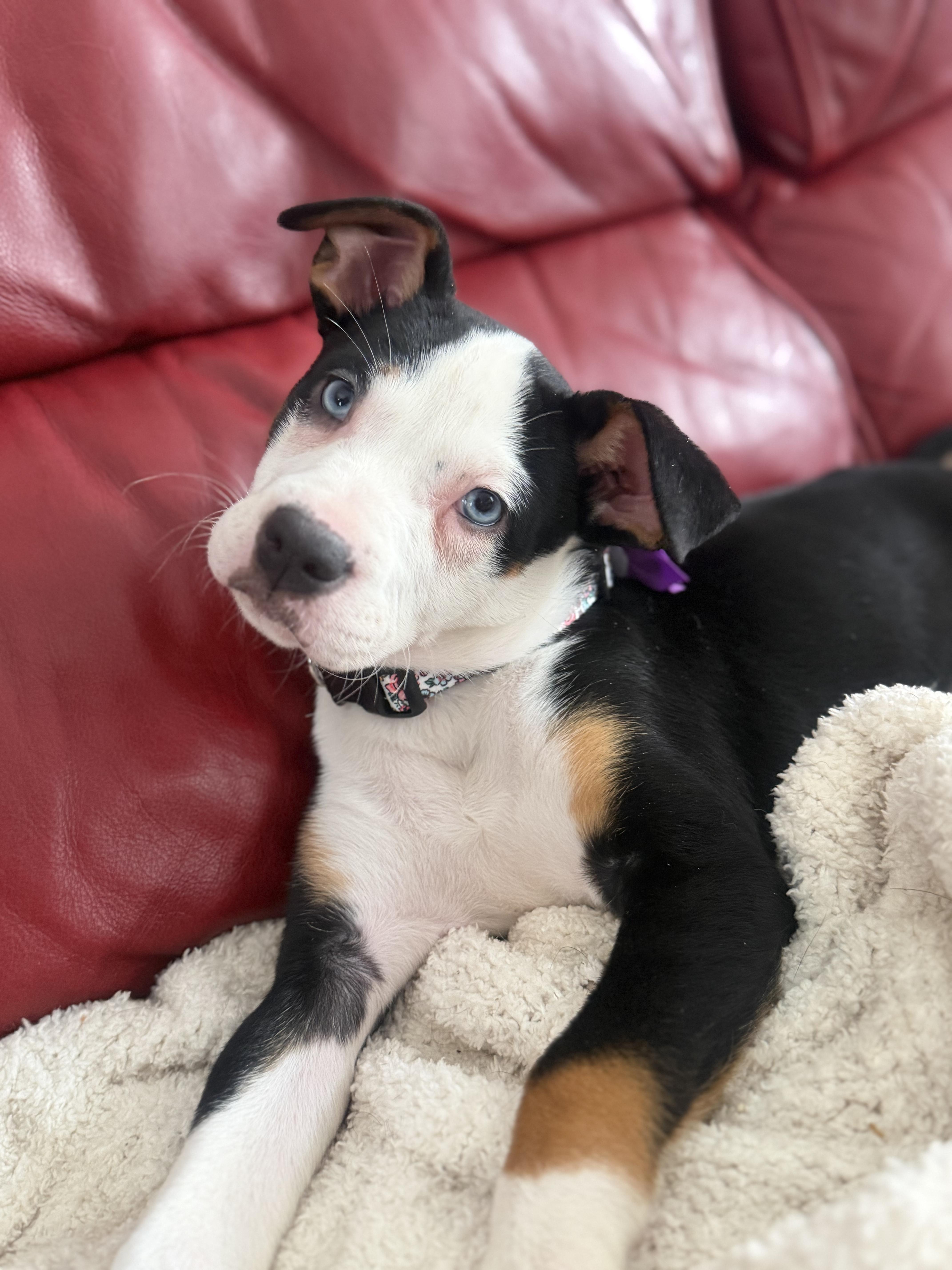 Briar, adopted, Puppy Female Hound & Beagle.