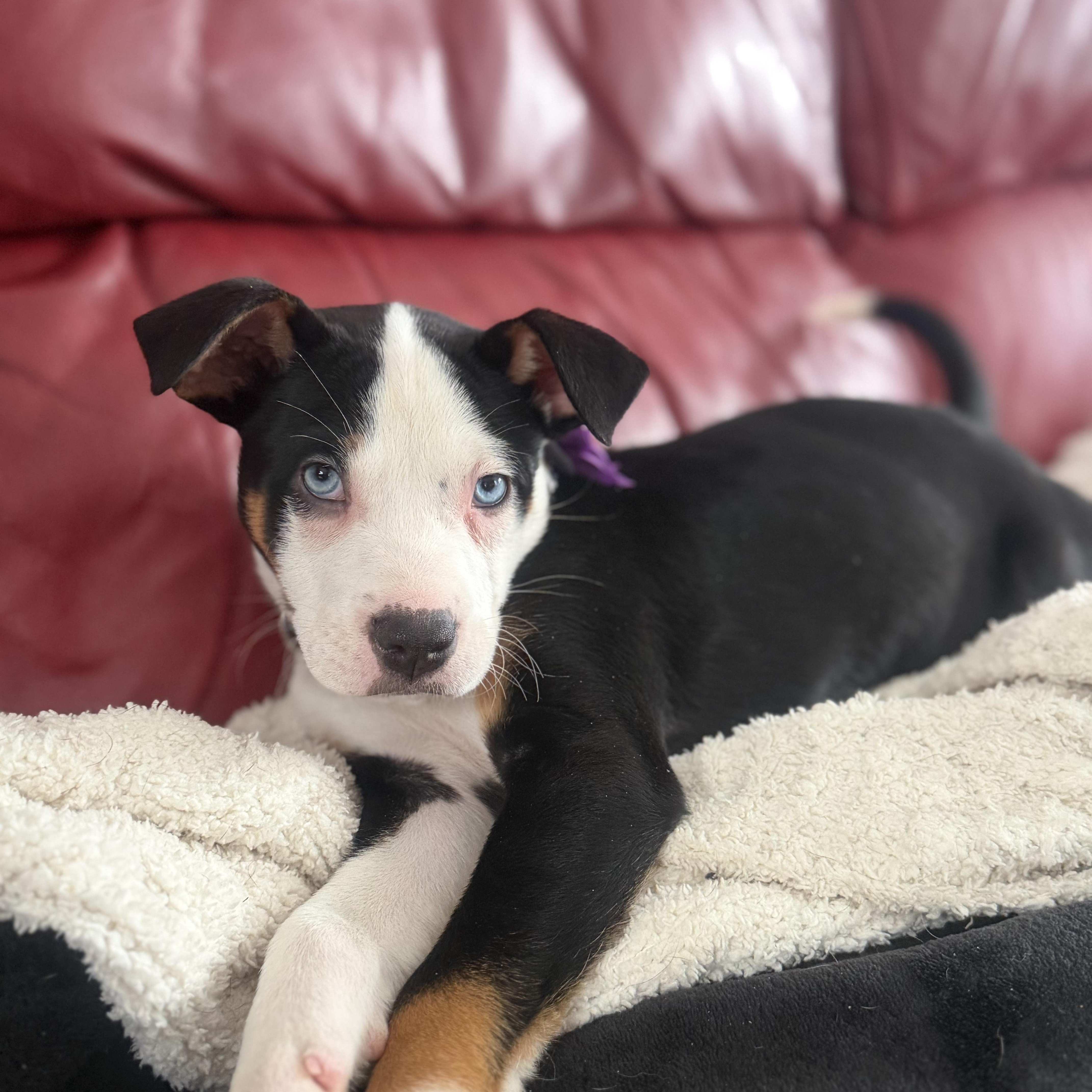 Enlarge Briar, an adopted mixed breed in CHURCHVILLE, NY image 2/2