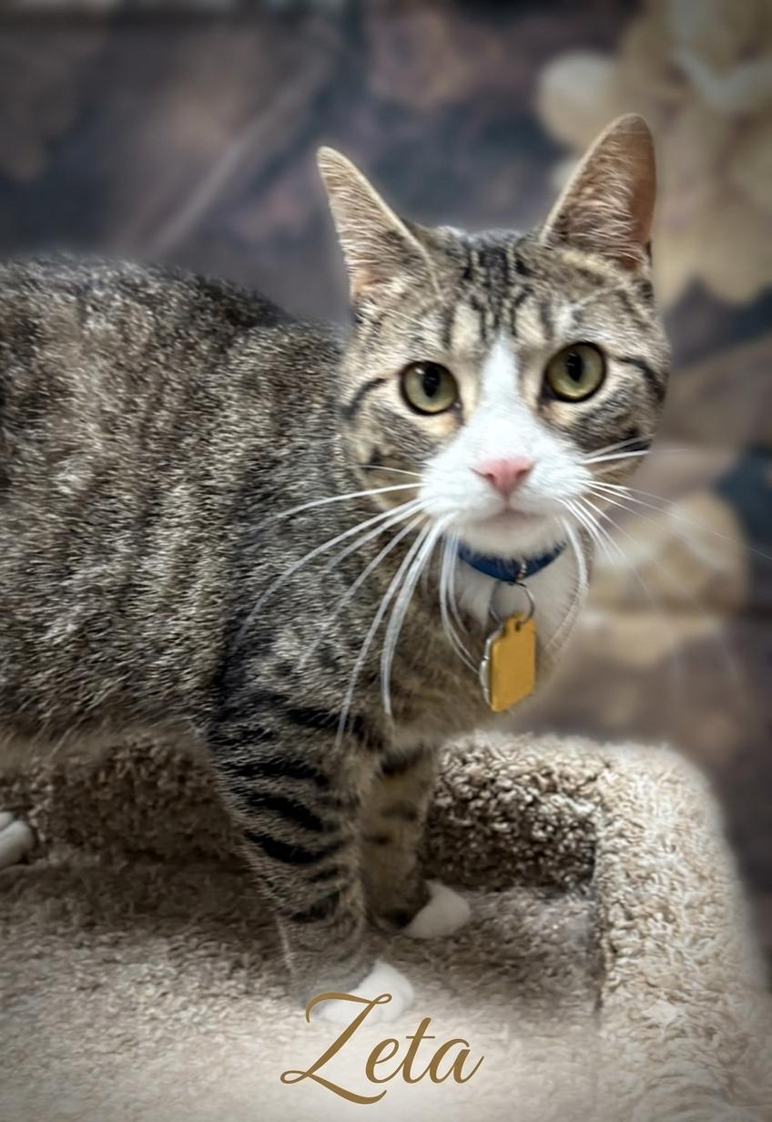 Zeta, ADOPTABLE, Adult Female Domestic Short Hair.