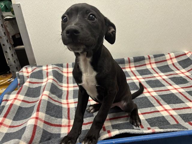 ASH, Adoptable, Puppy Male Pit Bull Terrier & Mixed Breed.