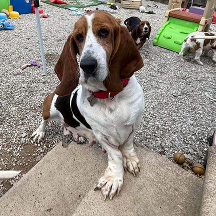 TENNESSEE - ADOPTION PENDING!, Adoptable, Young Female Basset Hound.