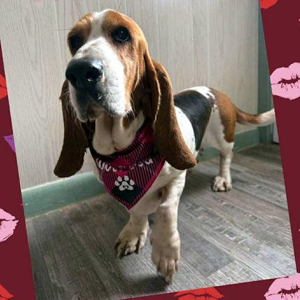 Enlarge TENNESSEE, a Adopted Basset Hound in Mays Landing, NJ image 4/6