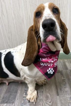 Enlarge TENNESSEE, a Adopted Basset Hound in Mays Landing, NJ image 5/6