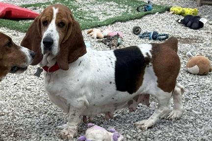 Enlarge TENNESSEE, a Adoptable Basset Hound in Mays Landing, NJ image 2/2