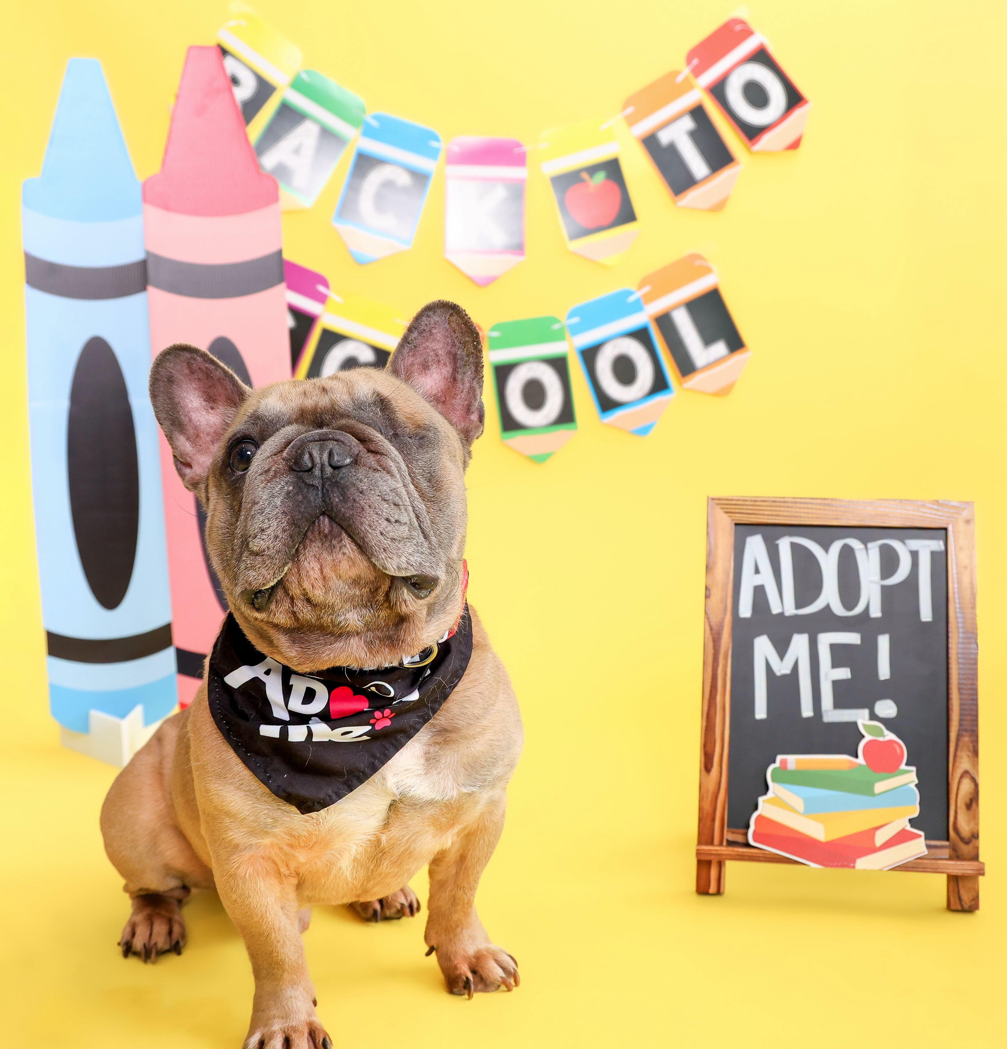Enlarge Winslow Tag 1010, a Adopted French Bulldog in Central Islip, NY image 1/2