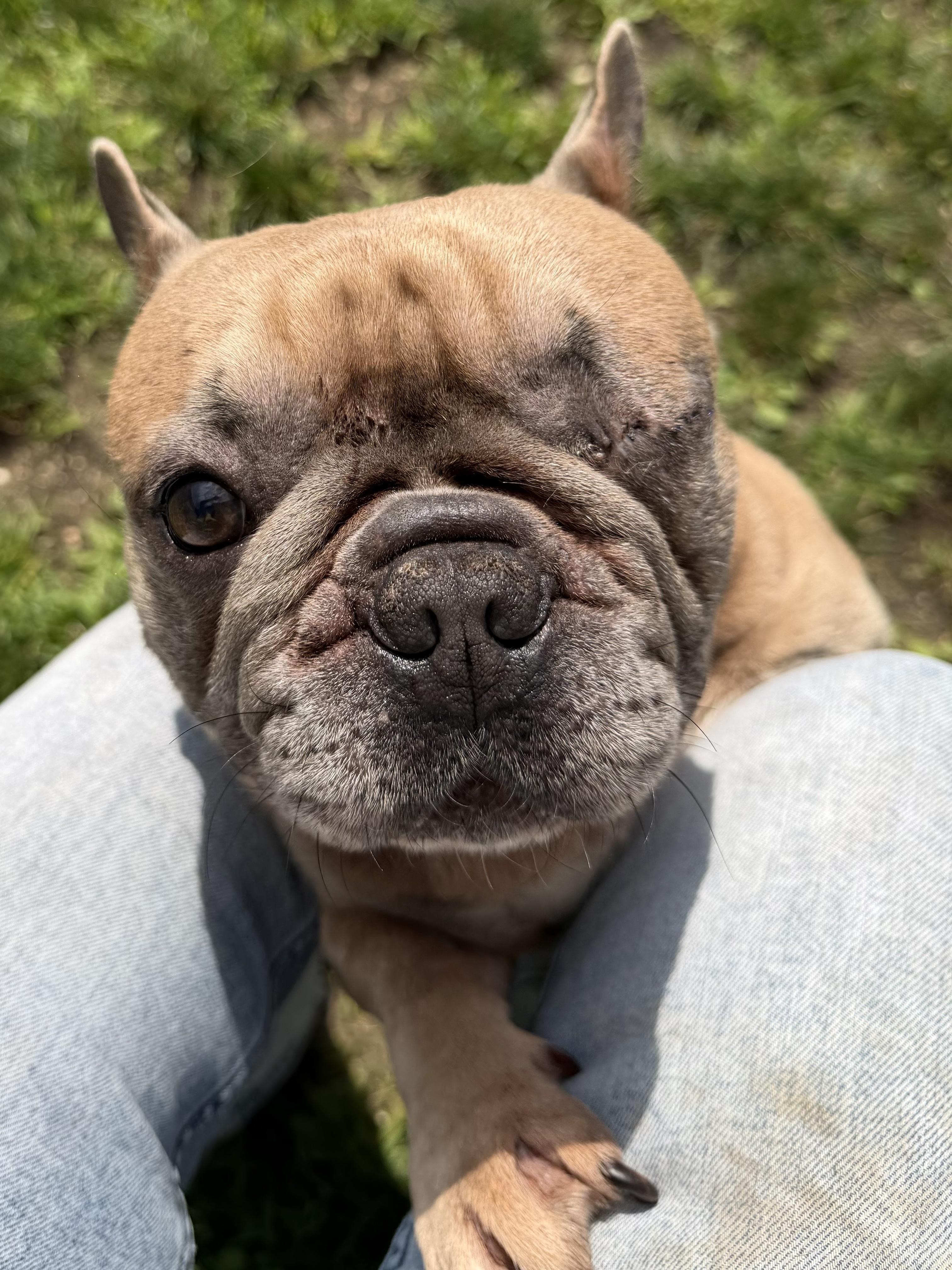 Enlarge Winslow Tag 1010, a Adopted French Bulldog in Central Islip, NY image 2/2