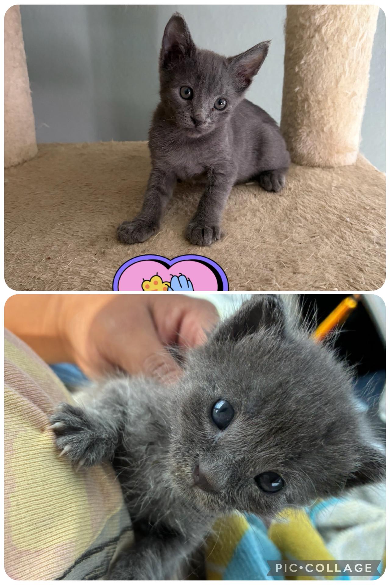 Baby, a Adoptable Russian Blue in Palmdale, CA image 1/2