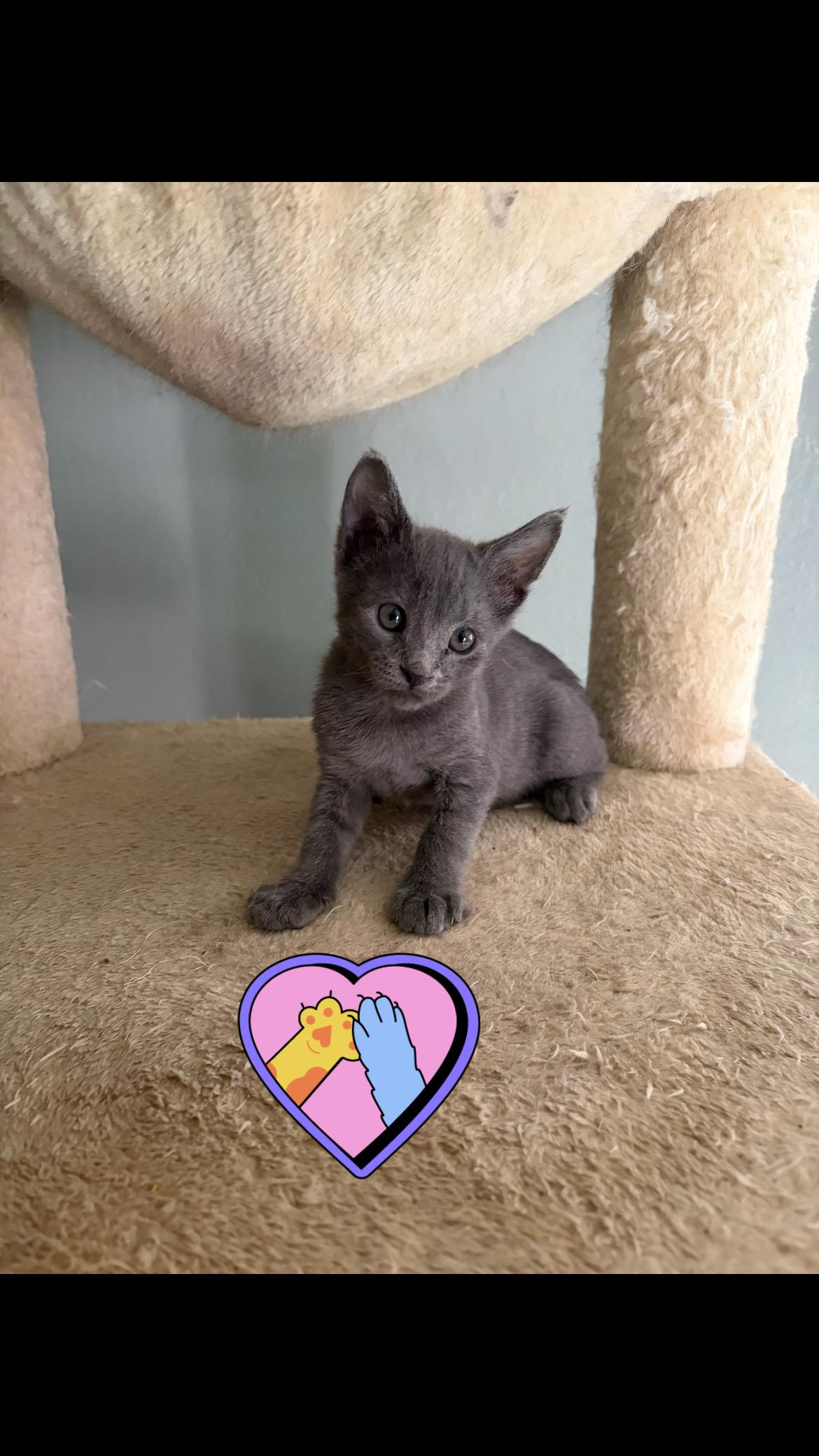 Baby, a Adoptable Russian Blue in Palmdale, CA image 2/2