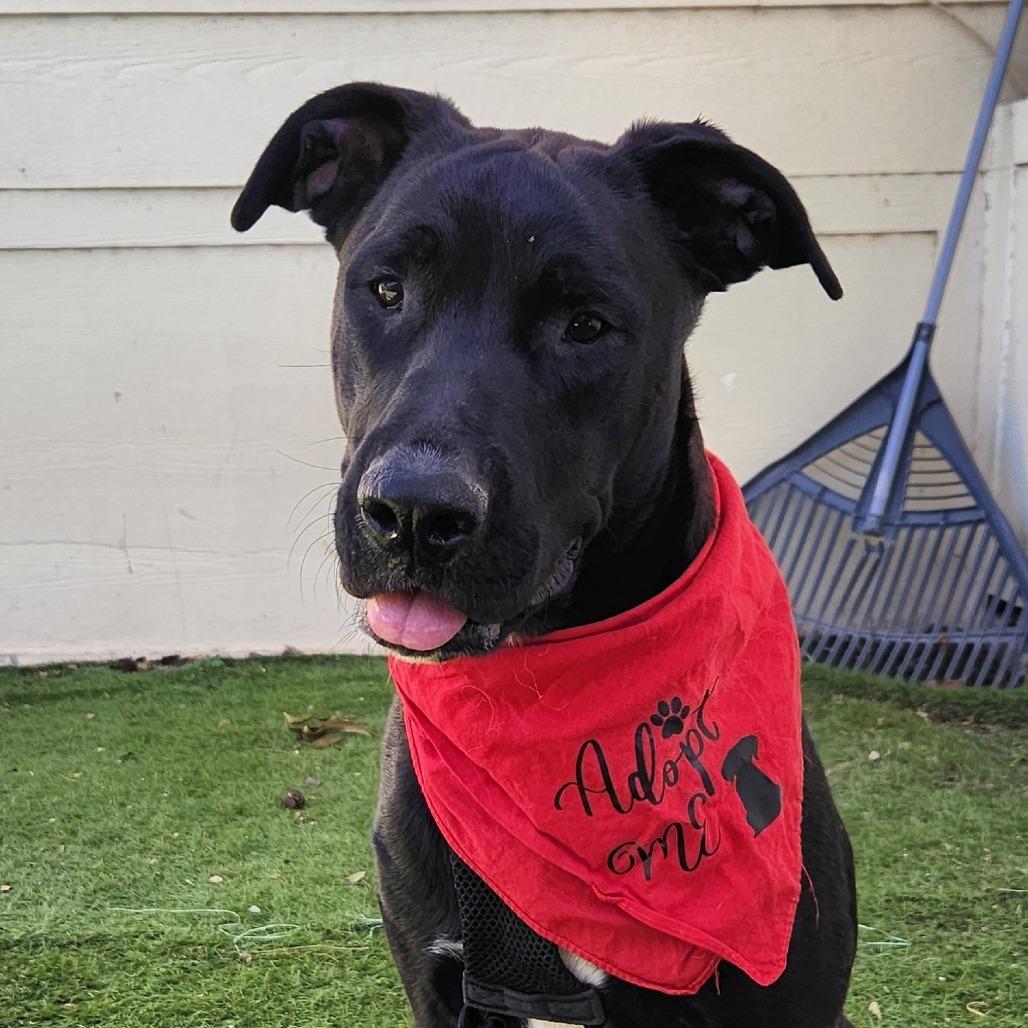 Enlarge Benjamin LK, a Adoptable mixed breed in Von Ormy, TX image 3/4
