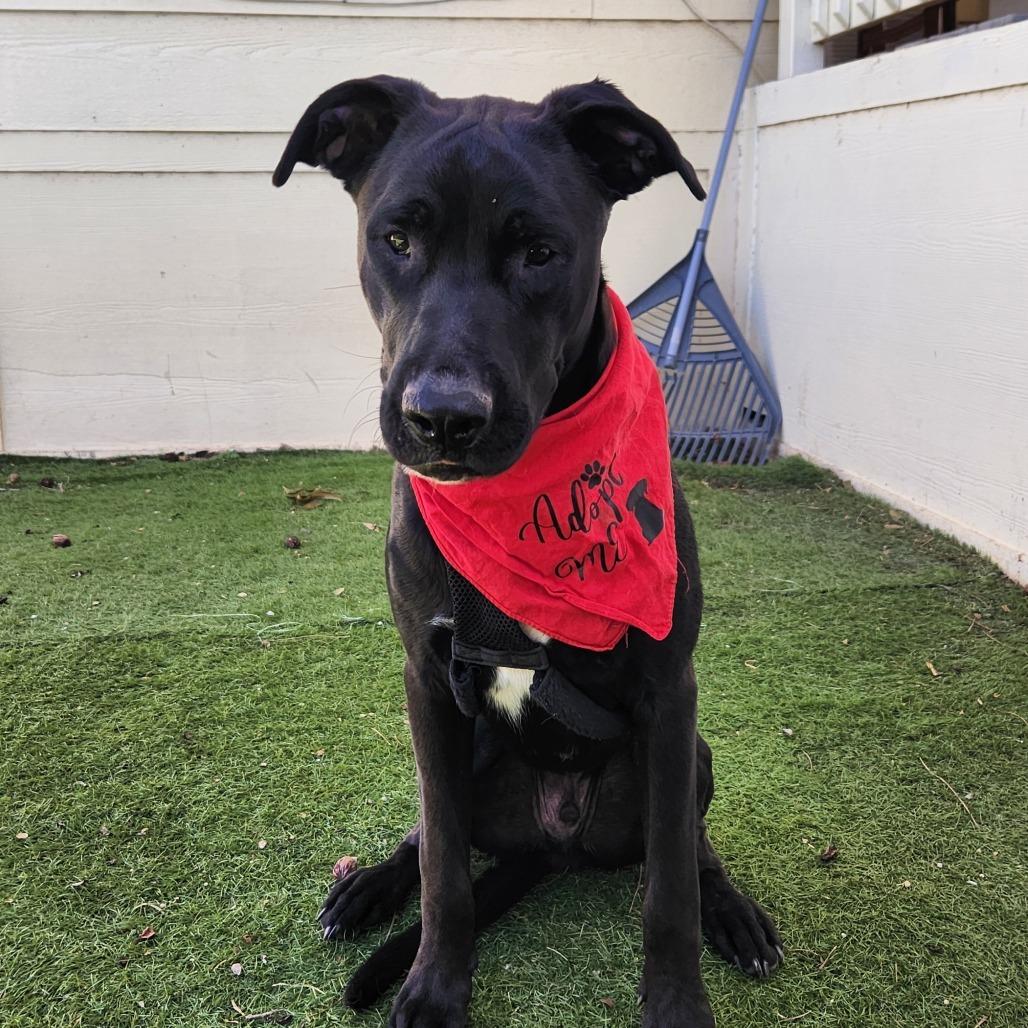 Enlarge Benjamin LK, a Adoptable mixed breed in Von Ormy, TX image 4/4