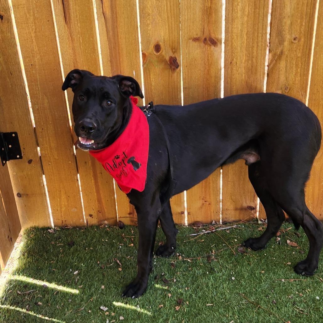 Enlarge Benjamin LK, a Adoptable mixed breed in Von Ormy, TX image 2/4