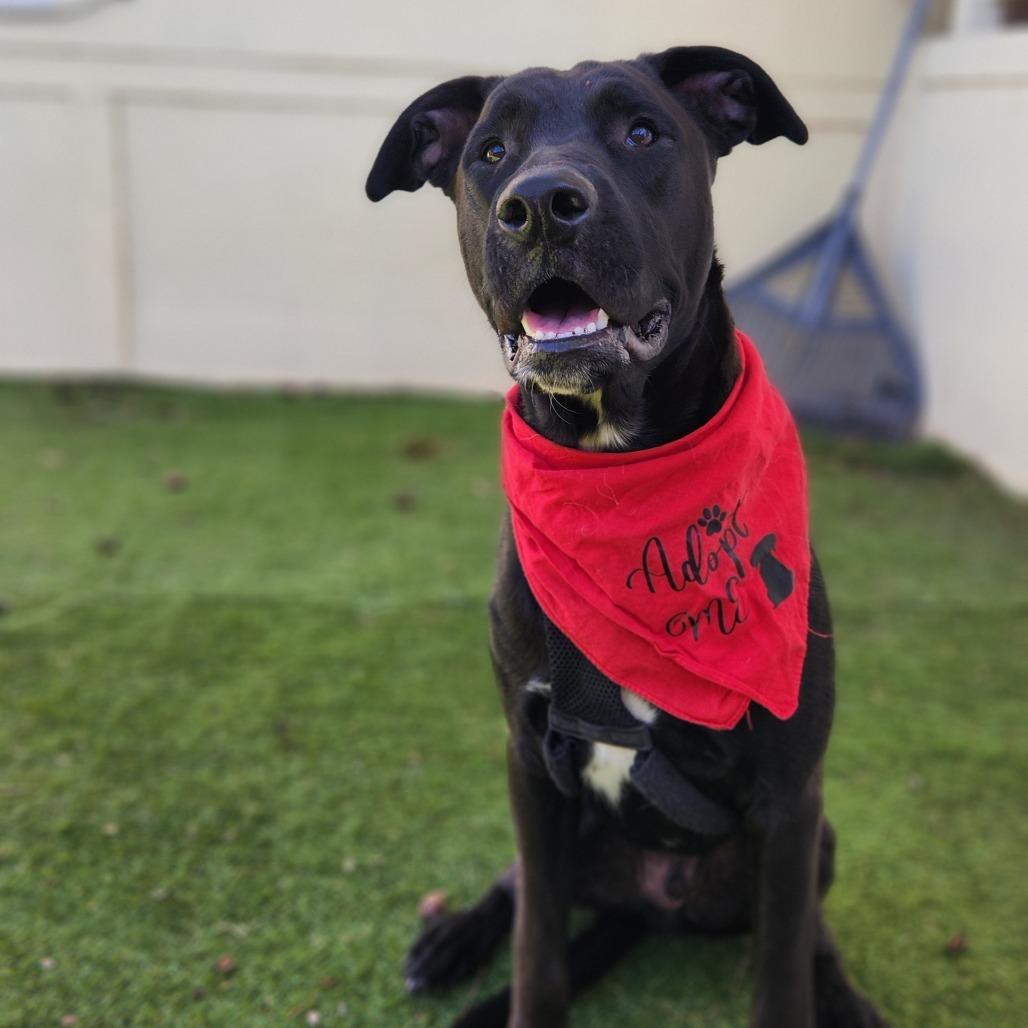 Enlarge Benjamin LK, a Adoptable mixed breed in Von Ormy, TX image 1/4