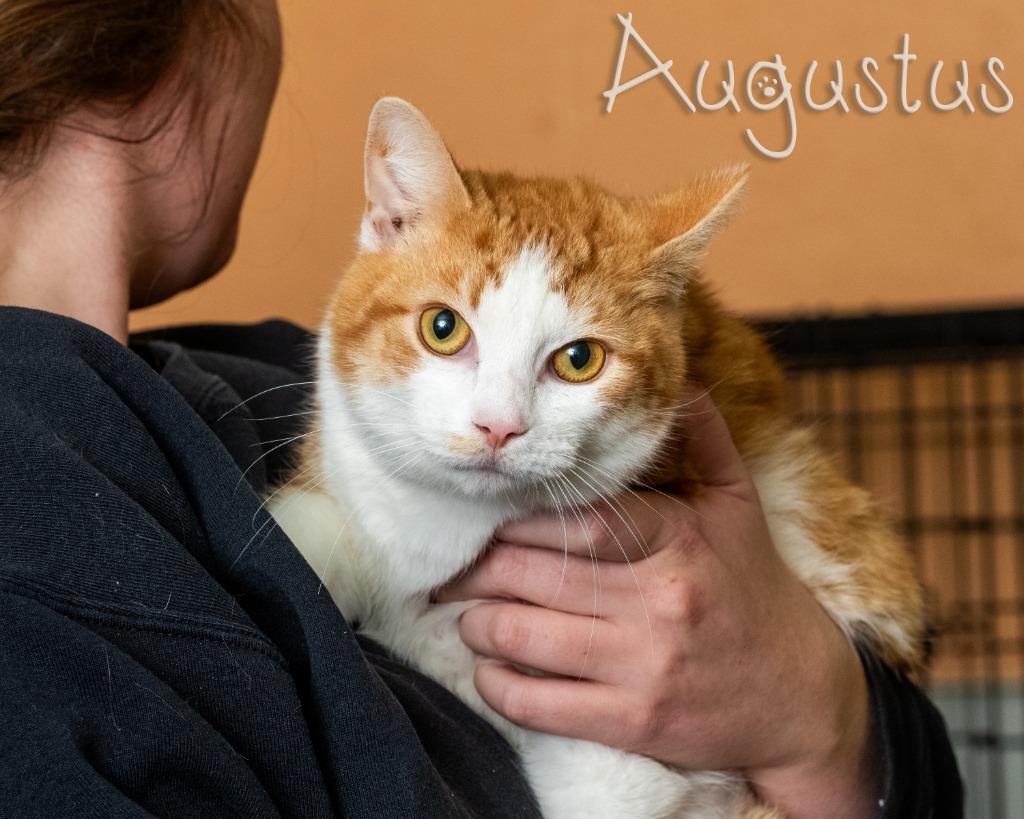 Enlarge Augustus, an adopted mixed breed in Somerset, PA image 1/1