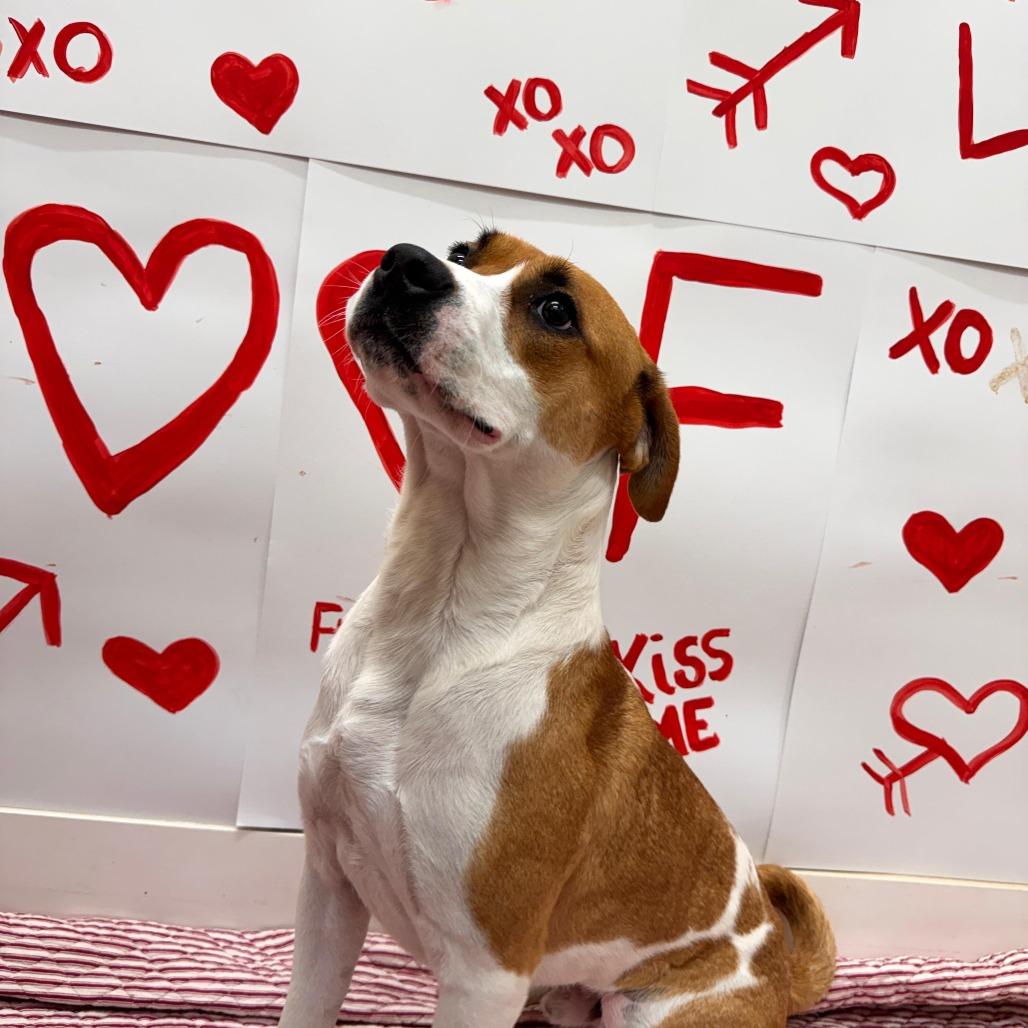 Enlarge Rocky, a Adoptable mixed breed in Merritt Island, FL image 1/6