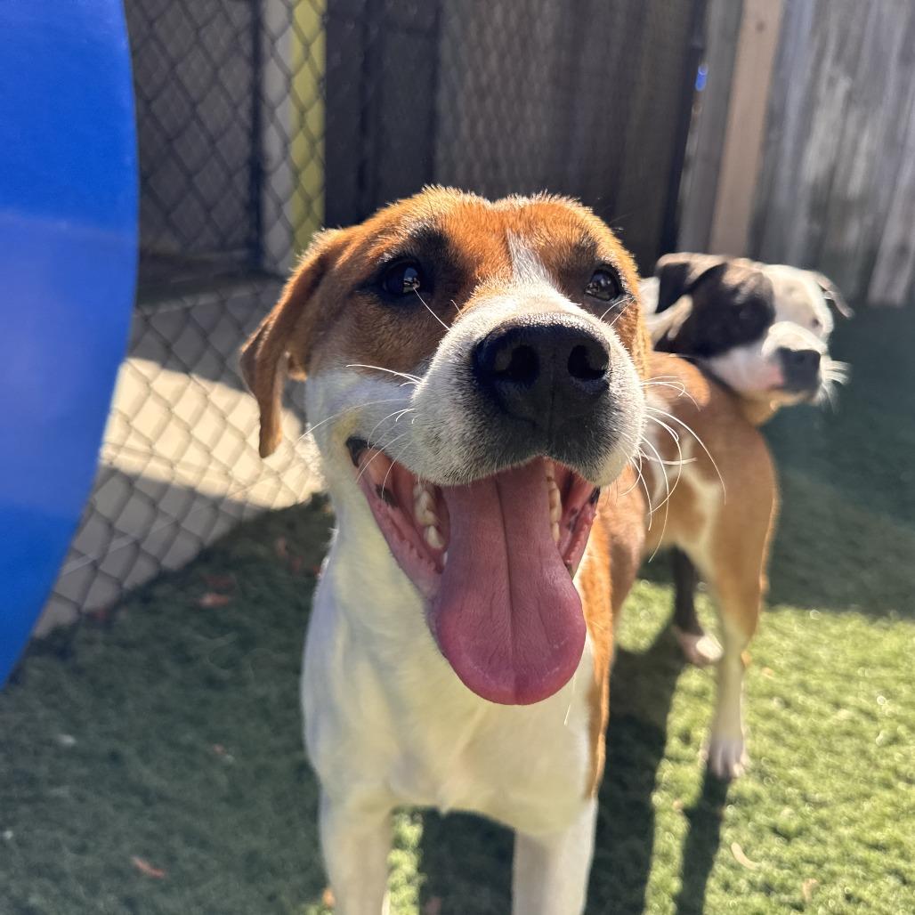 Enlarge Rocky, a Adoptable mixed breed in Merritt Island, FL image 2/6