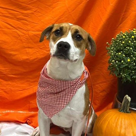 Enlarge Rocky, a Adoptable mixed breed in Merritt Island, FL image 3/6