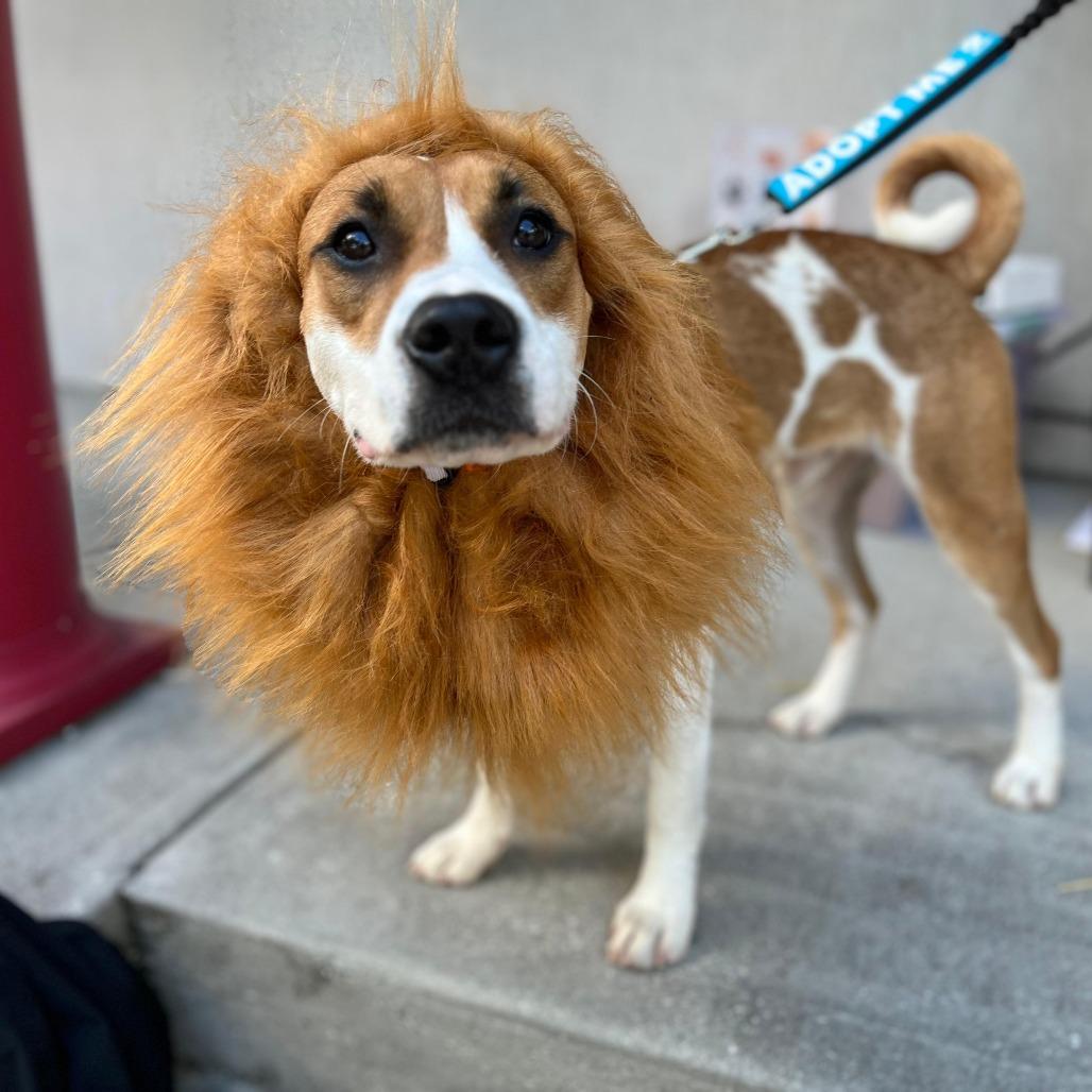Enlarge Rocky, a Adoptable mixed breed in Merritt Island, FL image 4/6