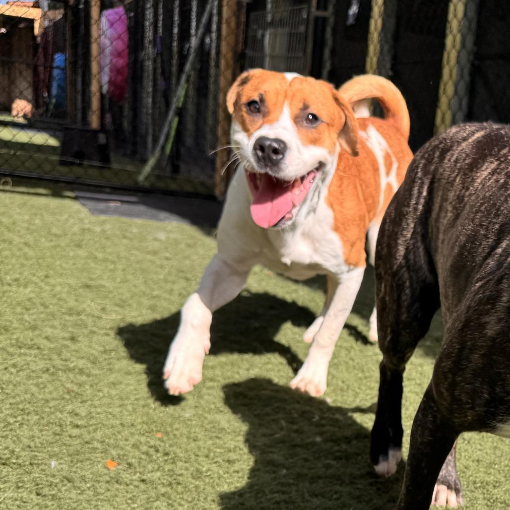 Enlarge Rocky, a Adoptable mixed breed in Merritt Island, FL image 5/6