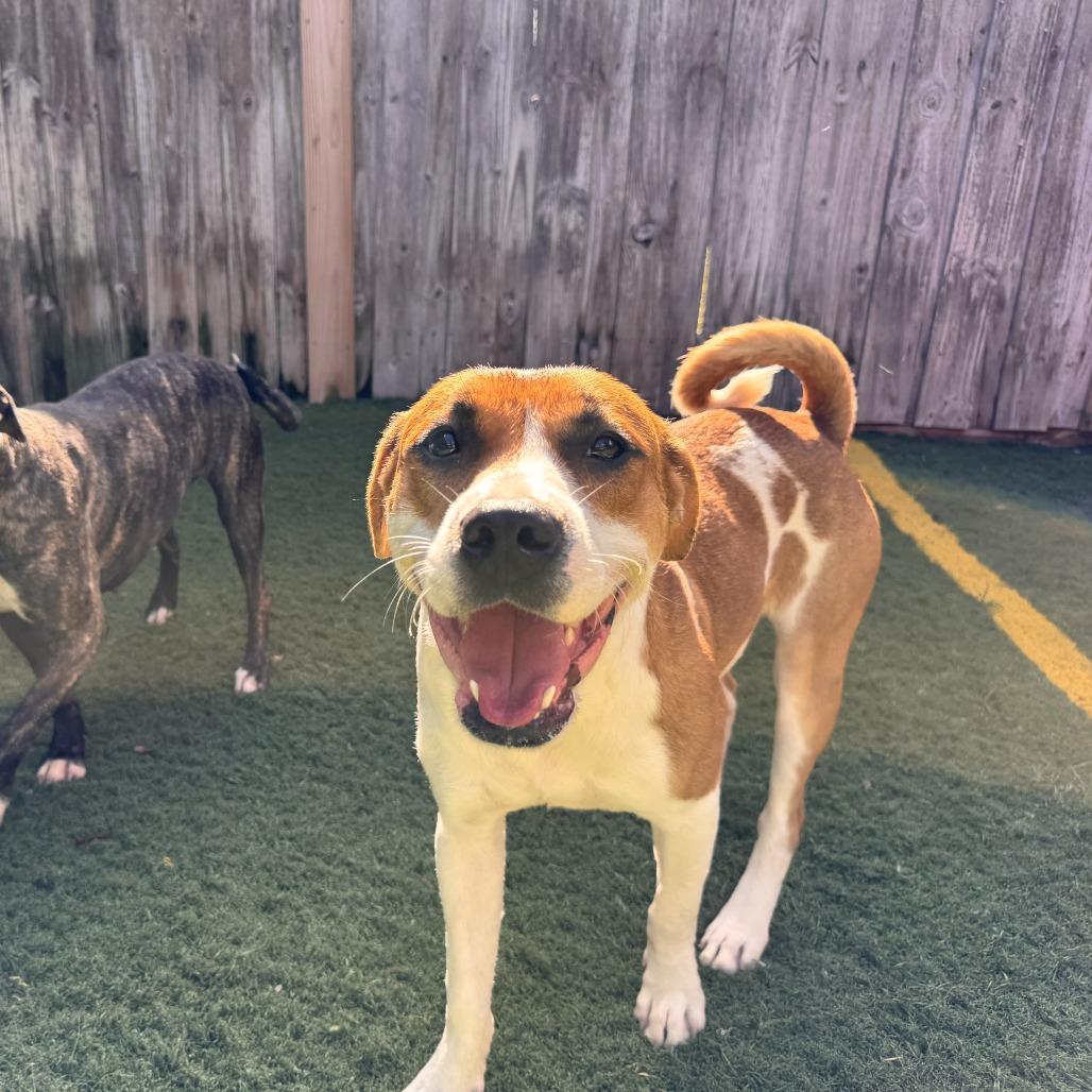 Enlarge Rocky, a Adoptable mixed breed in Merritt Island, FL image 6/6