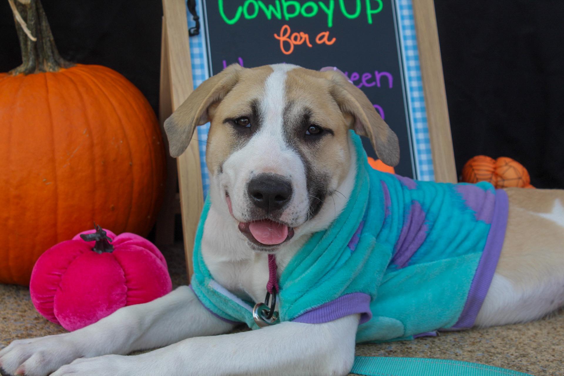 Loretta, Adopted, Puppy Female Anatolian Shepherd & Labrador Retriever.