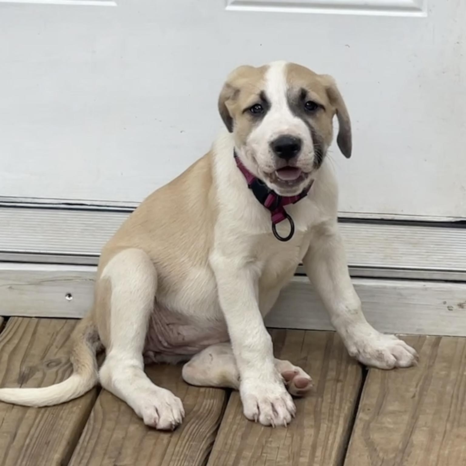 Loretta, a Adopted mixed breed in Pelham, AL image 2/5