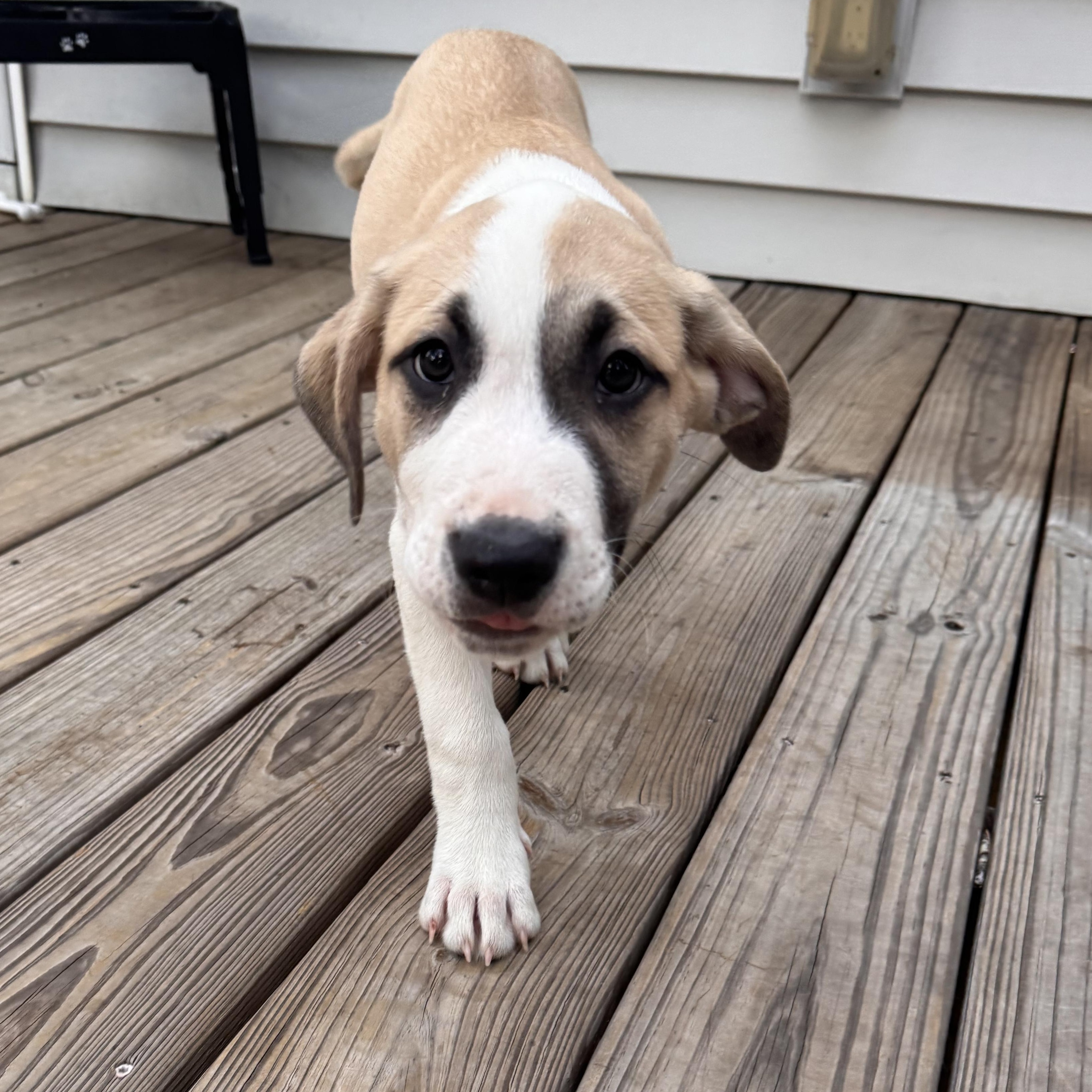 Loretta, a Adopted mixed breed in Pelham, AL image 3/5