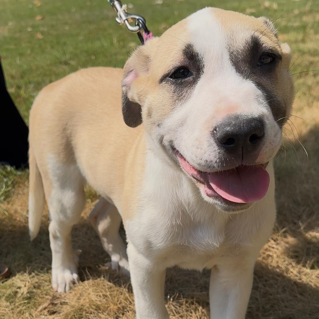 Loretta, a Adopted mixed breed in Pelham, AL image 4/5