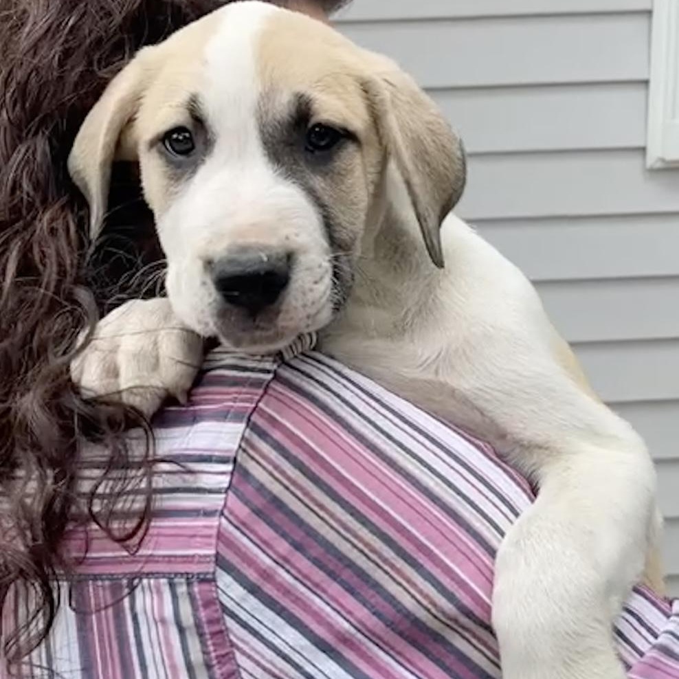 Loretta, a Adopted mixed breed in Pelham, AL image 5/5