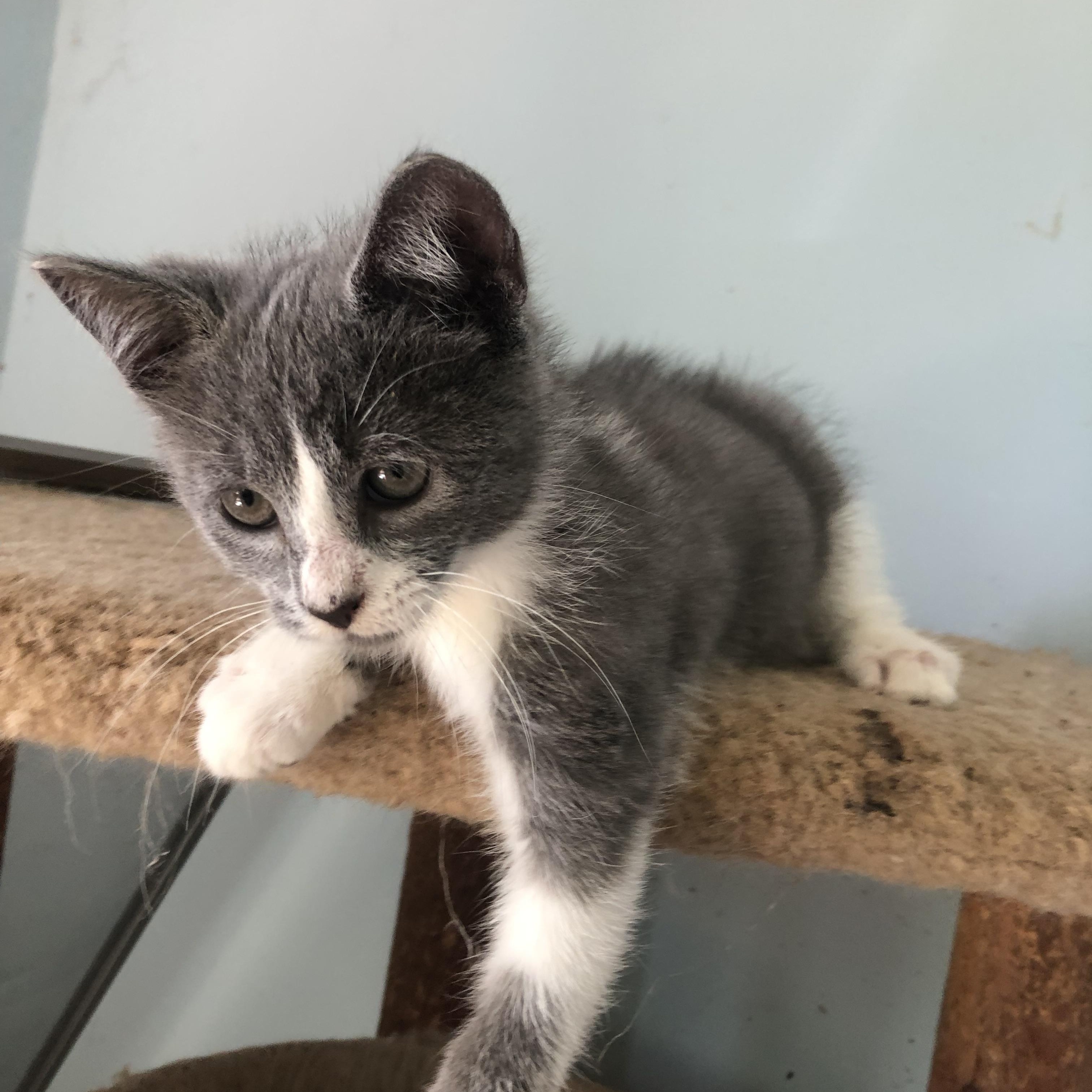 New Furze, the fuzzy, roly-poly ADORABULLLLL kitten whose frequent "fails"/falls will make you LOL! photo 5