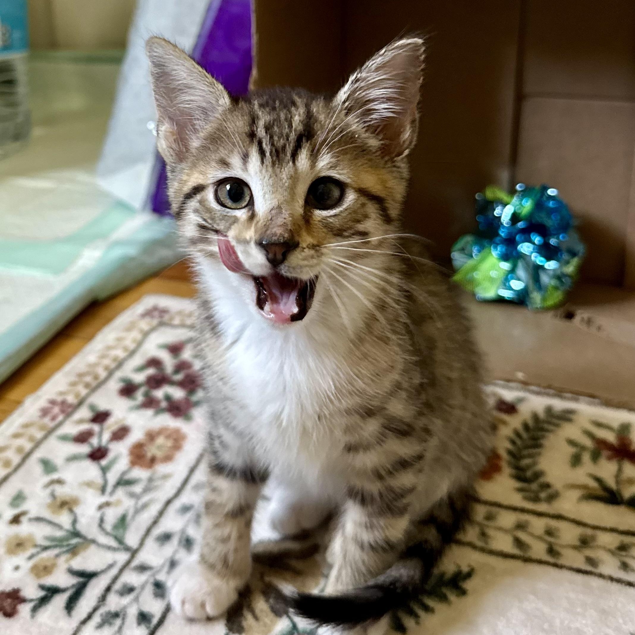 Reece, an adopted Tabby in Turnersville, NJ image 1/6