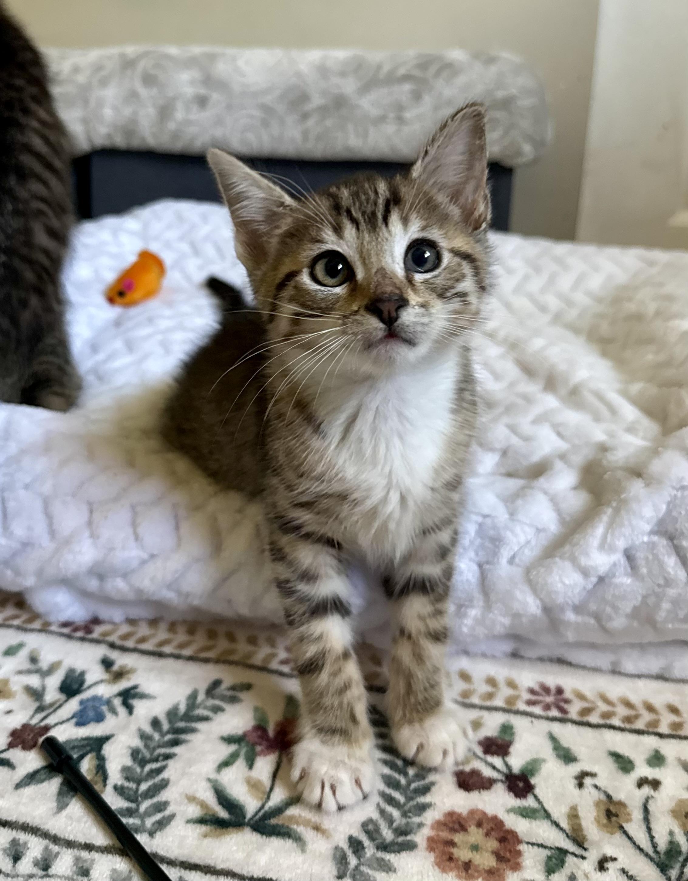 Reece, an adopted Tabby in Turnersville, NJ image 5/6