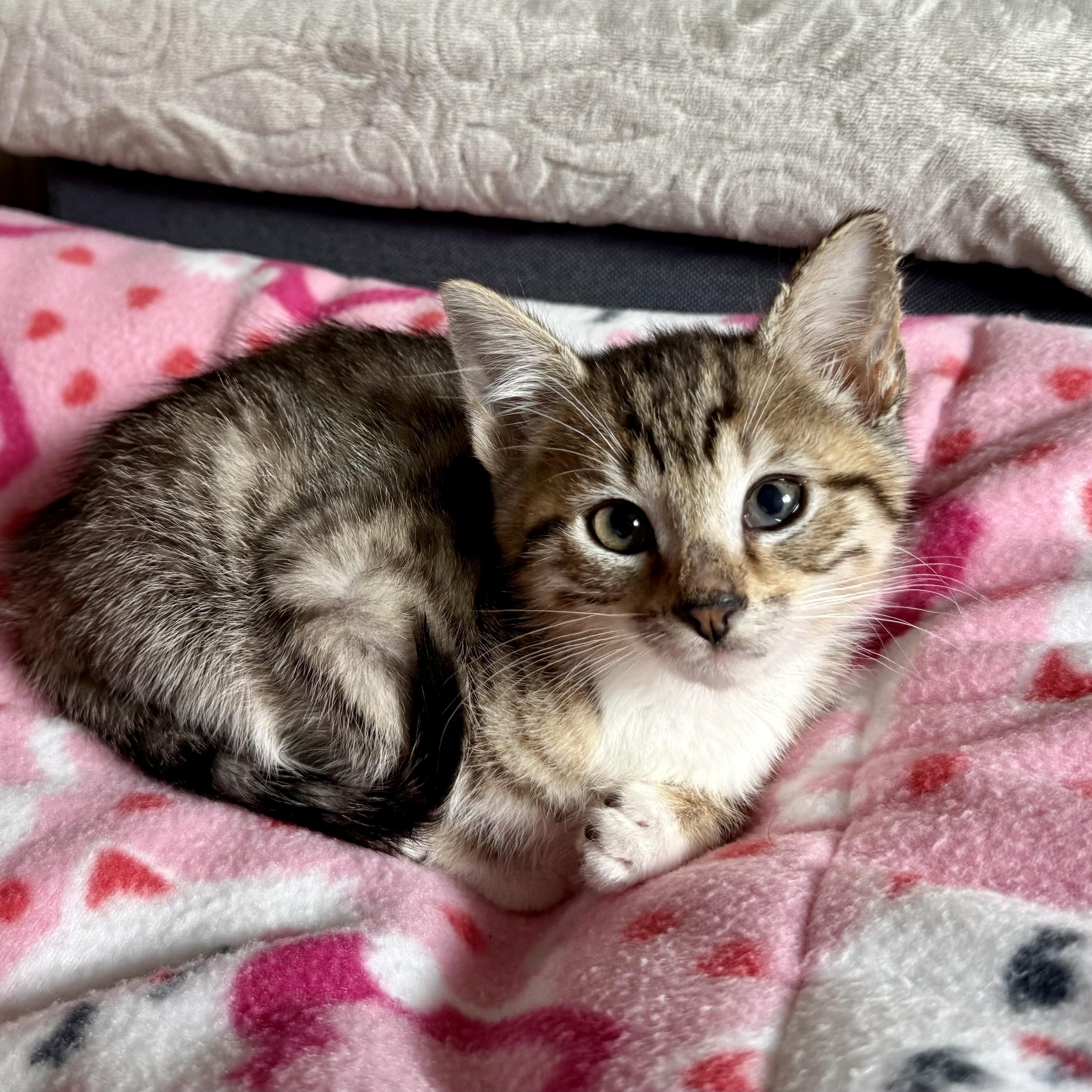 Reece, an adopted Tabby in Turnersville, NJ image 2/6
