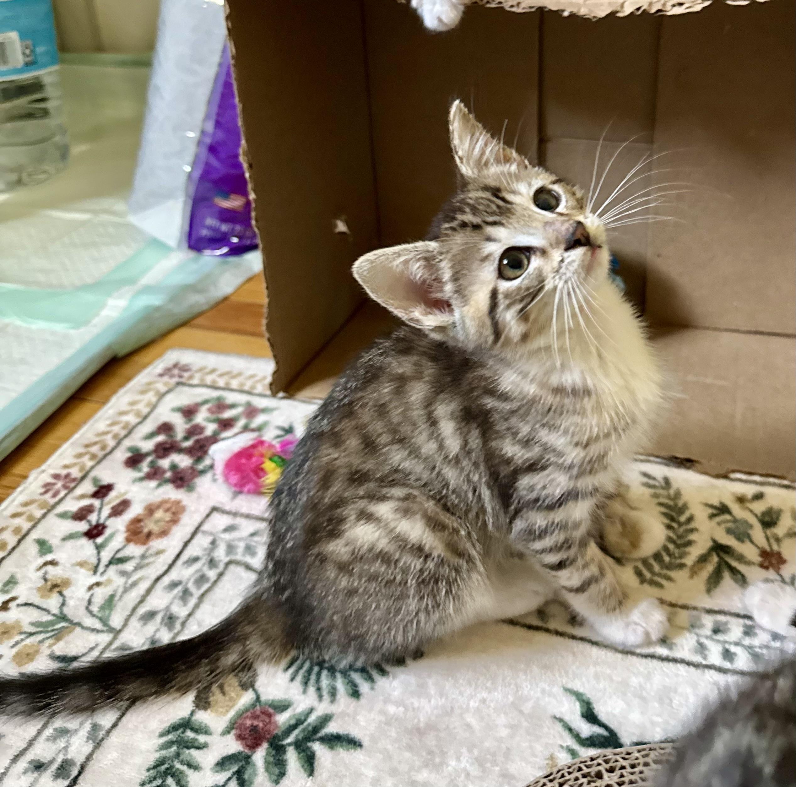 Reece, an adopted Tabby in Turnersville, NJ image 4/6