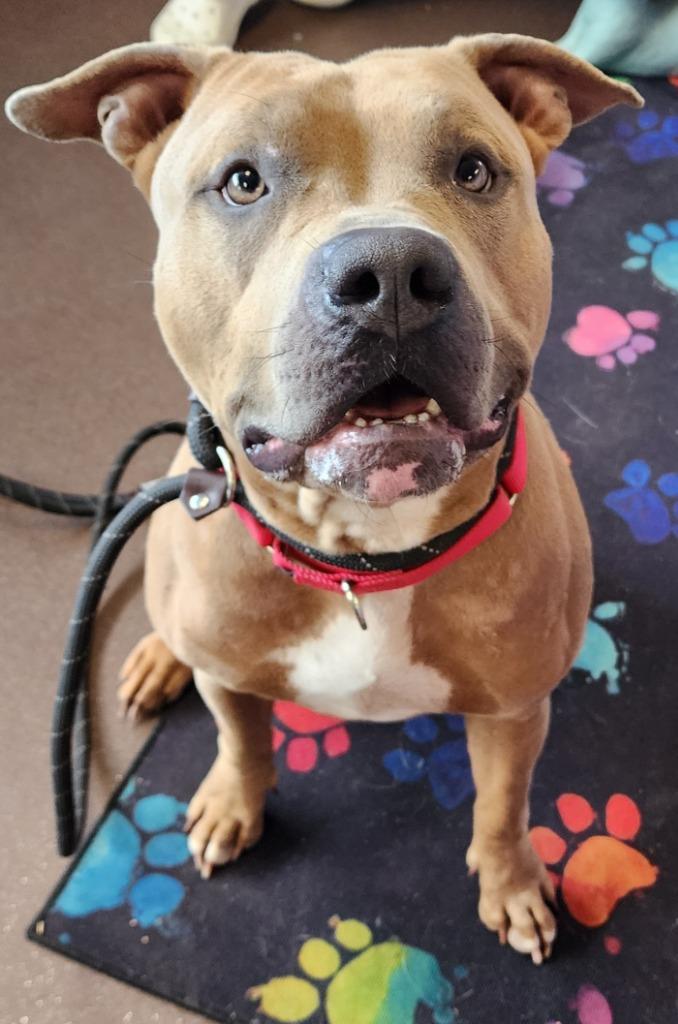 Franny, a Adoptable Pit Bull Terrier image 1/3