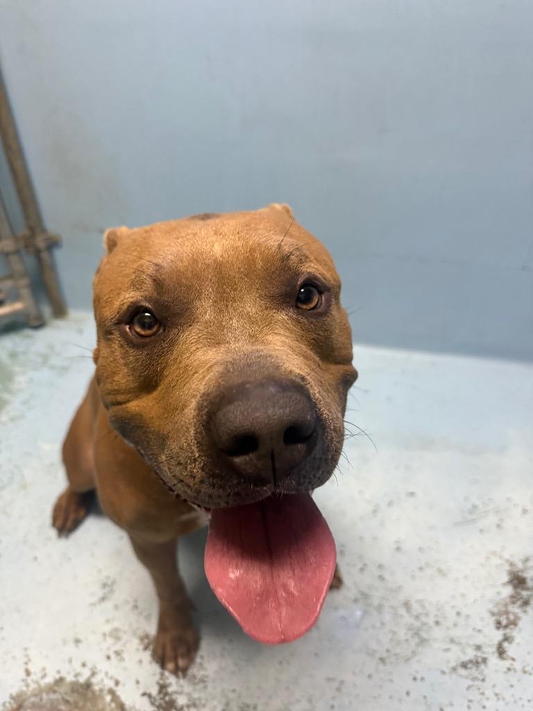 Franny, a Adoptable Pit Bull Terrier image 2/3