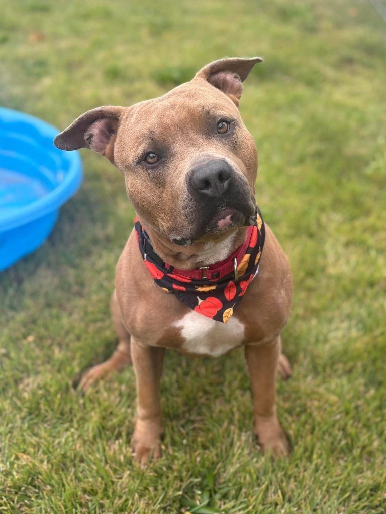 Franny, a Adoptable Pit Bull Terrier image 3/3