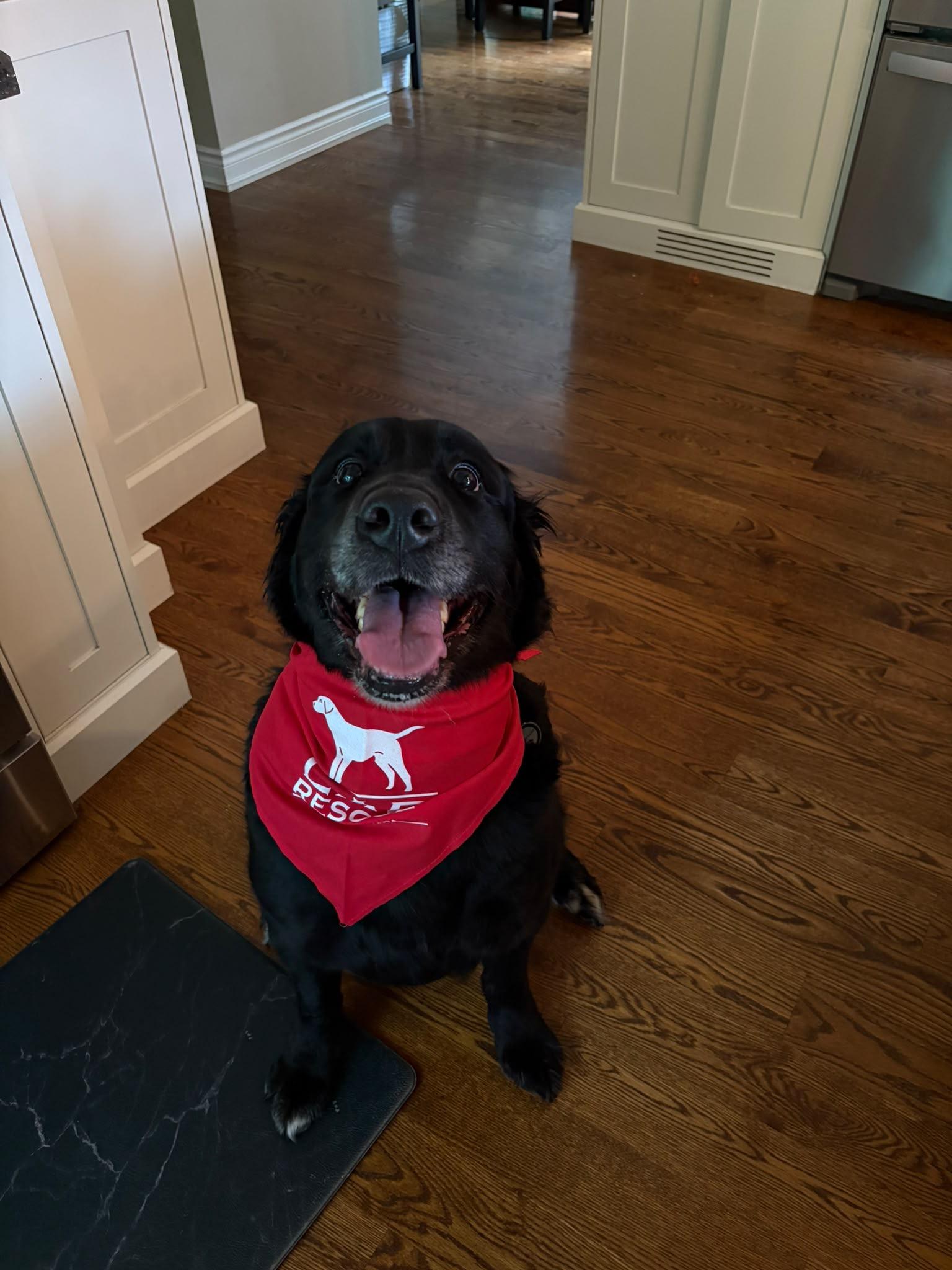 Enlarge Nome, an adopted mixed breed in Oakville, ON image 4/6