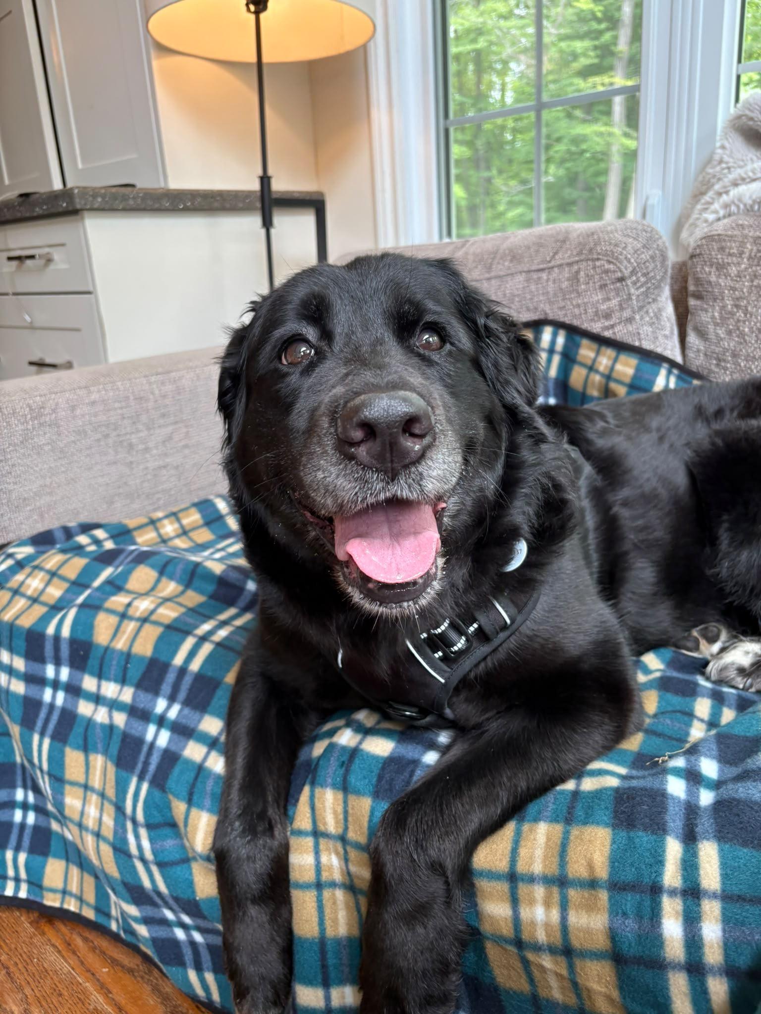 Enlarge Nome, an adopted mixed breed in Oakville, ON image 3/6