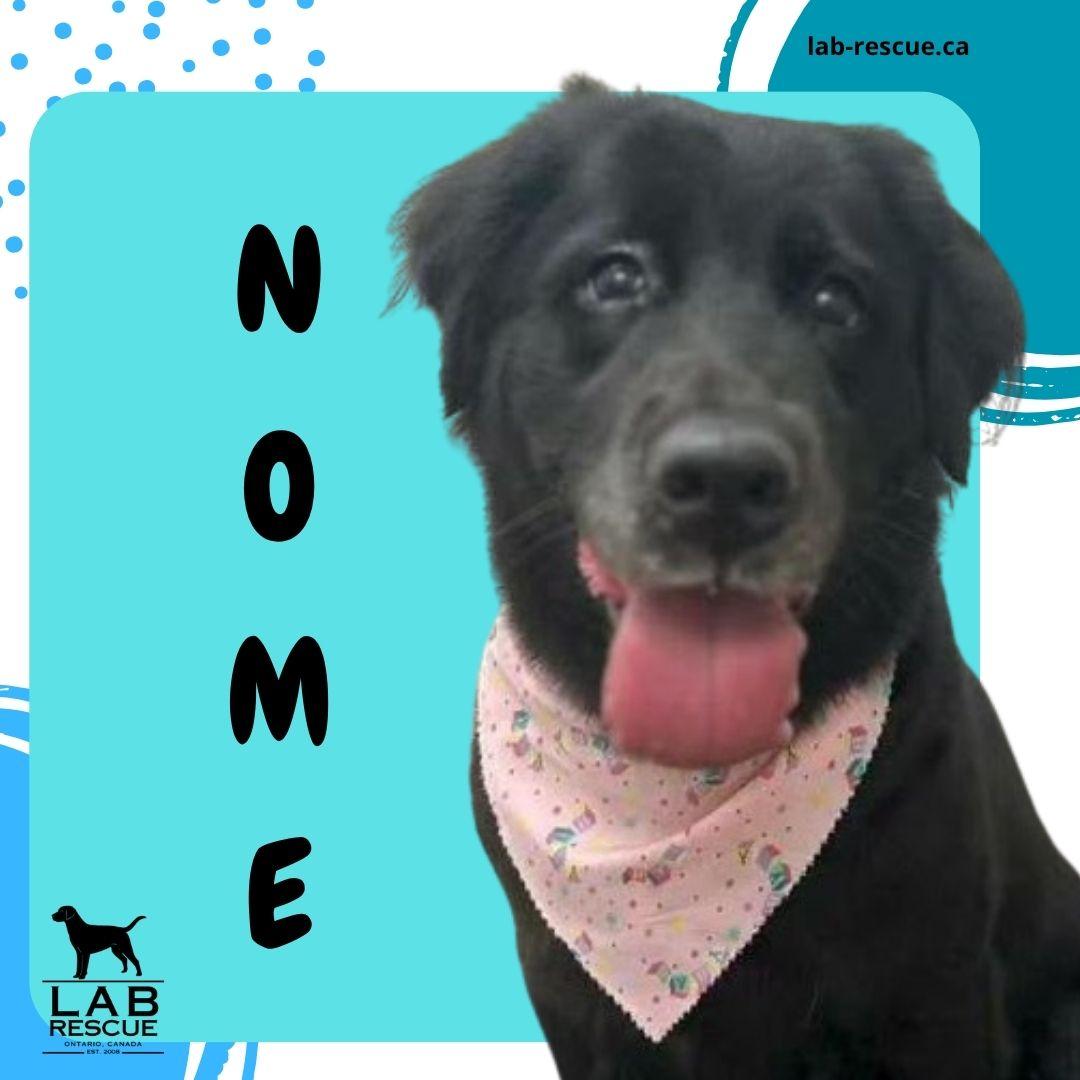 Nome, adopted, Adult Female Labrador Retriever.